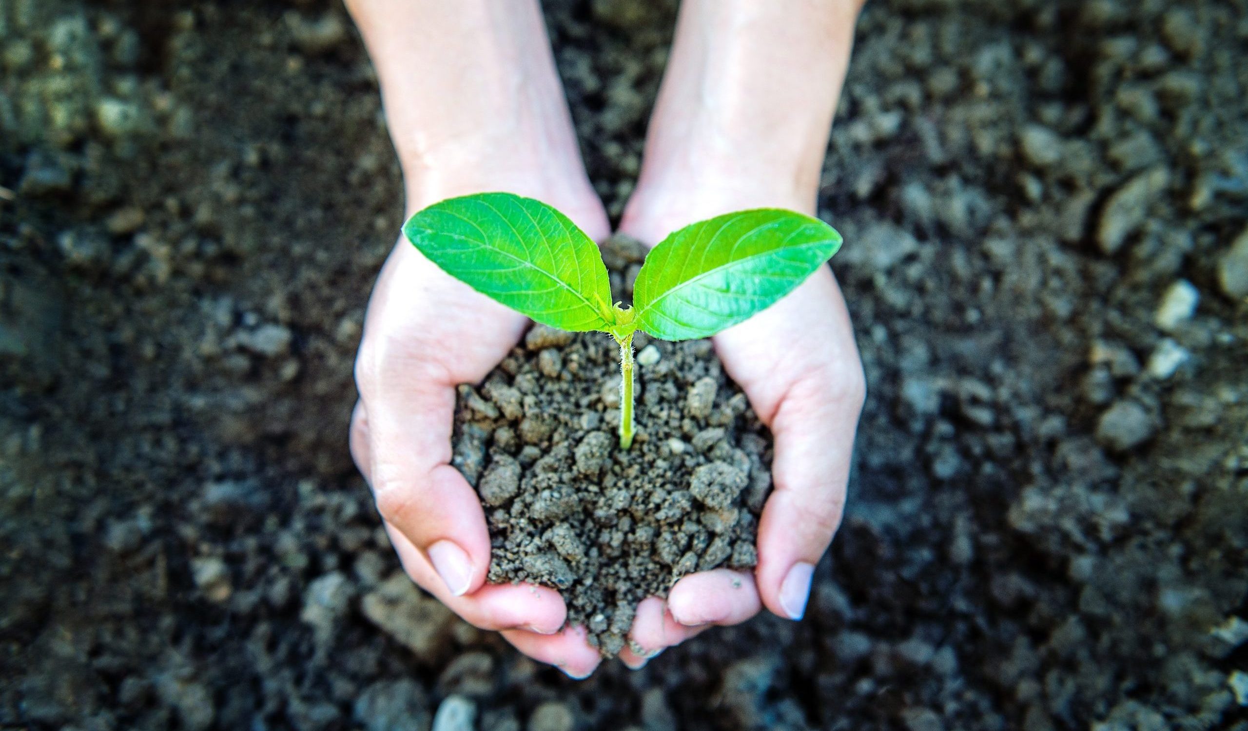 plant in the hands. plant in the hands.
